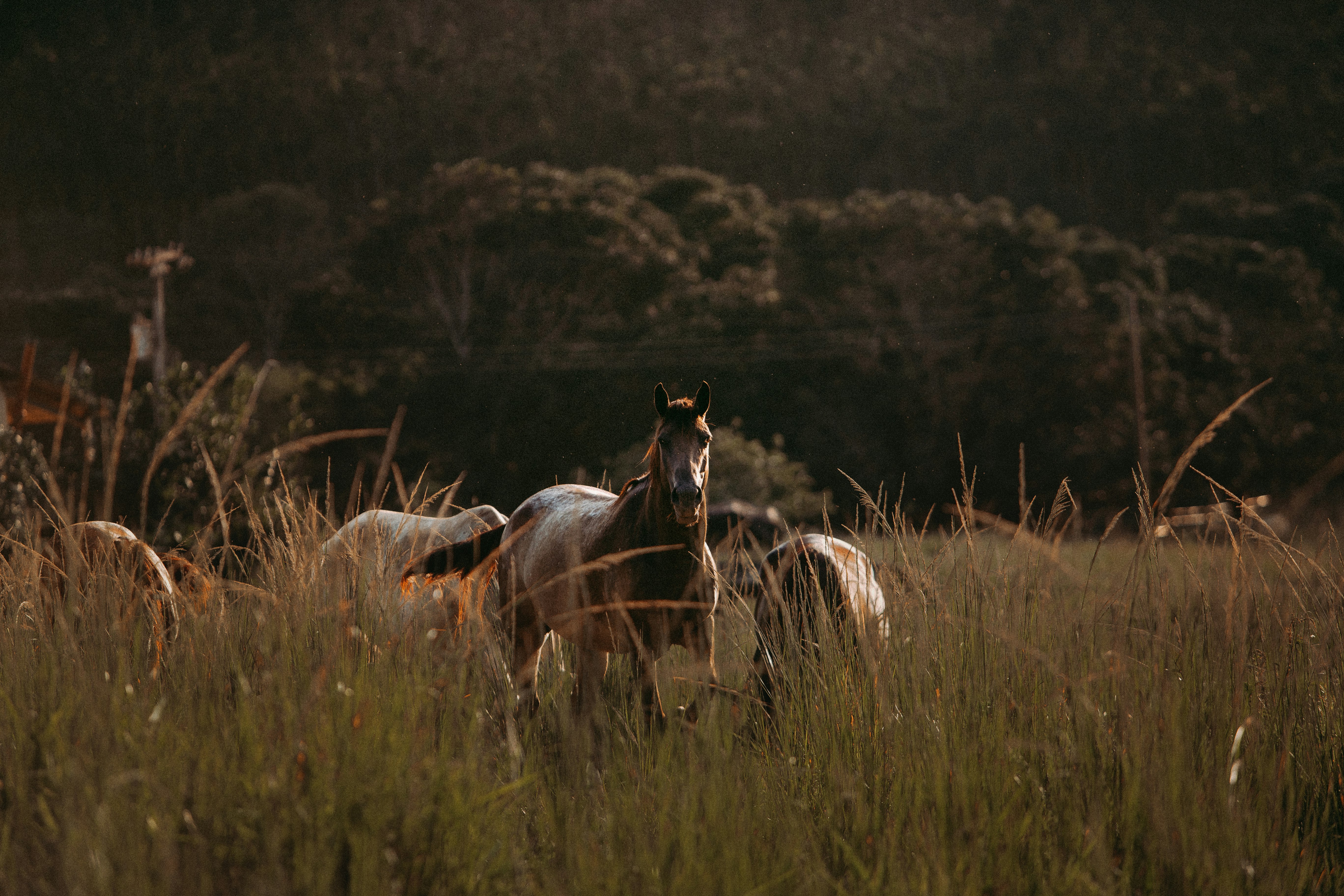 brown horse grazing in pasture